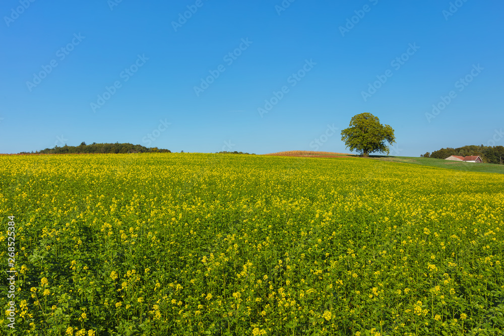 Fototapeta premium Countryside view in Switzerland. The picture was taken near the village of Marthalen in the Swiss canton of Zurich at the end of September.