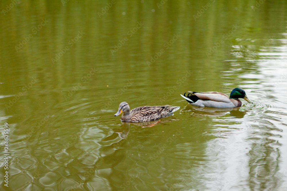 A Hen and Drake Mallard Duck swim together A Hen and Drake Mallard Duck swim together
