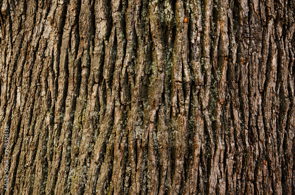 Embossed texture of the brown bark of a tree Embossed texture of the brown bark of a tree