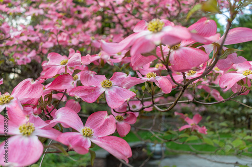 pink dogwood flowers in bloom