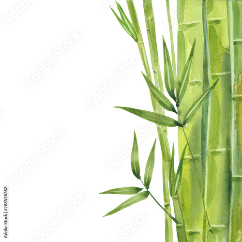 watercolor bamboo stalks