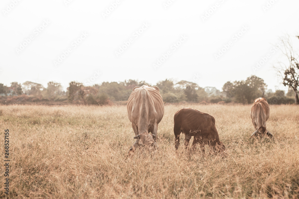 brown cow in the field