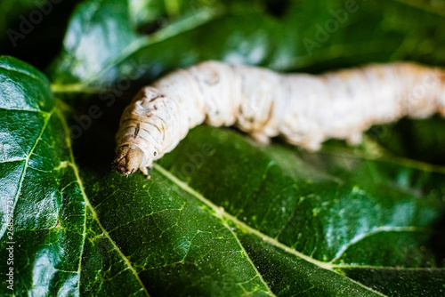A Bombyx mori alone, silkworm, on green mulberry leaves, the only tree from which it can feed.