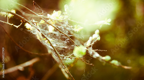 spider webs on the branches