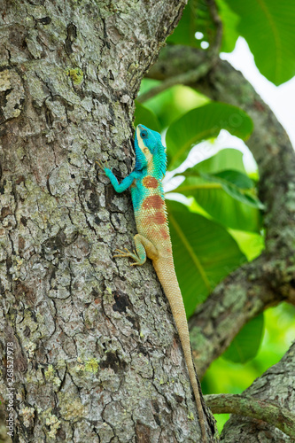 Blaue Eidechse auf einem Baum; Calotes Mystaceus photo