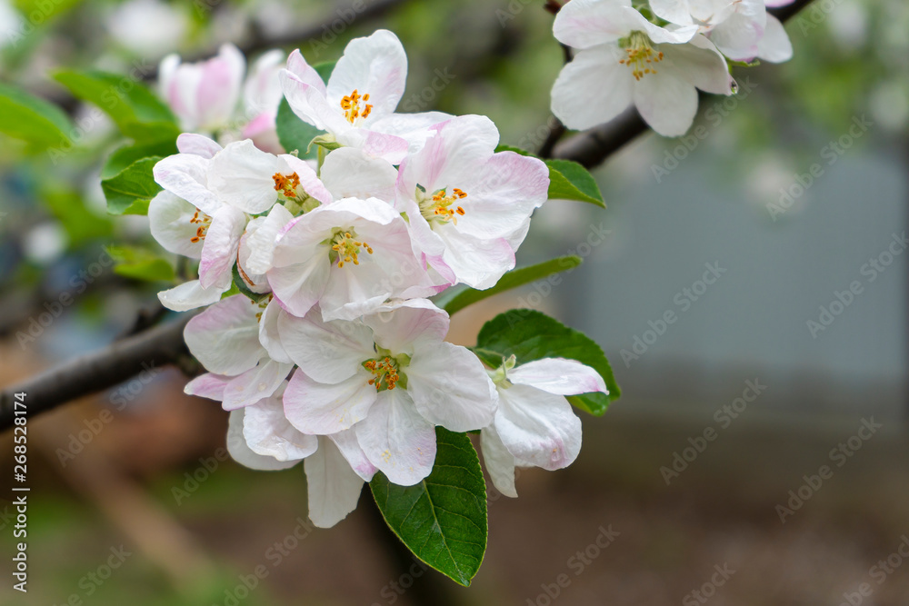 Beautiful Apple flower blossom blooms in garden plantation