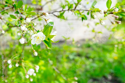 Blooming cherry closeup. Flowers are white.