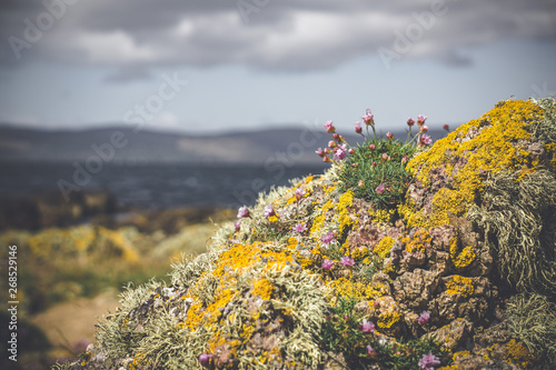 Yellow moss on a rock, Drumadoon Point, Isle of Arran, Scotland. photo