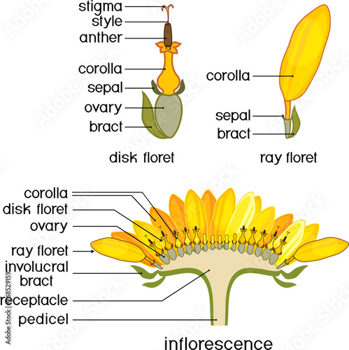 Structure of flower of sunflower in cross section. Structure of ray zygomorphic and actinomorphic disk flowers from inflorescence flower head or pseudanthium with titles photo