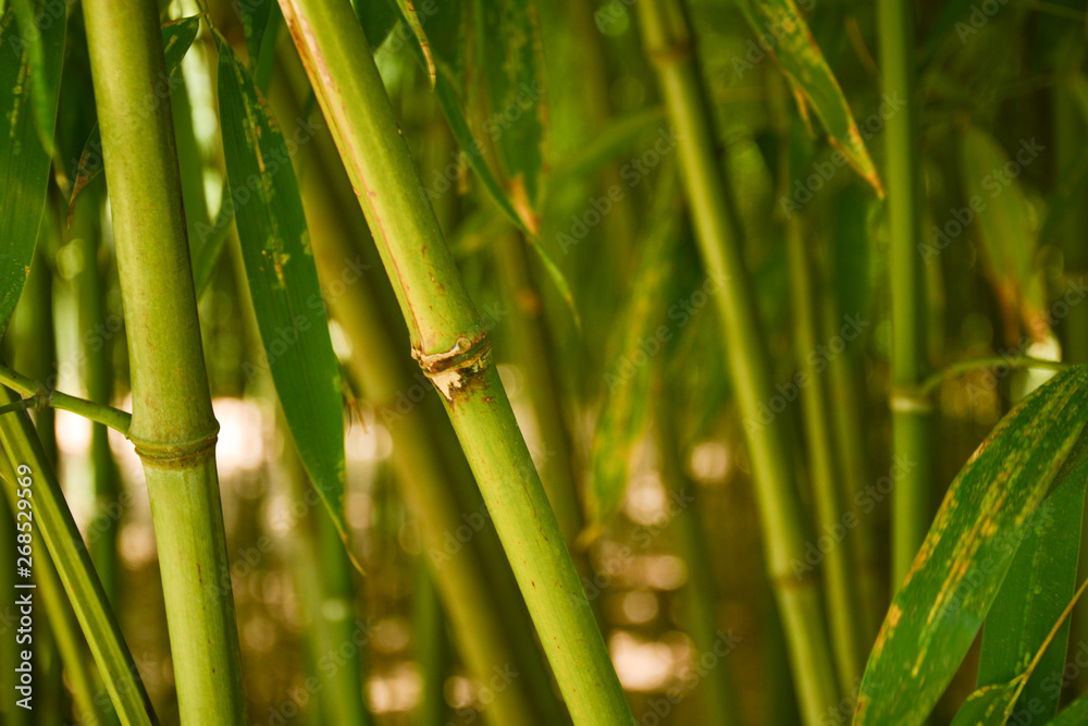 bamboo, young, stem, grows, green, park, grove, bamboo, young, stem, grows, green, park, grove,