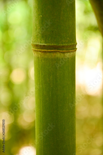 bamboo stalk in a bamboo grove