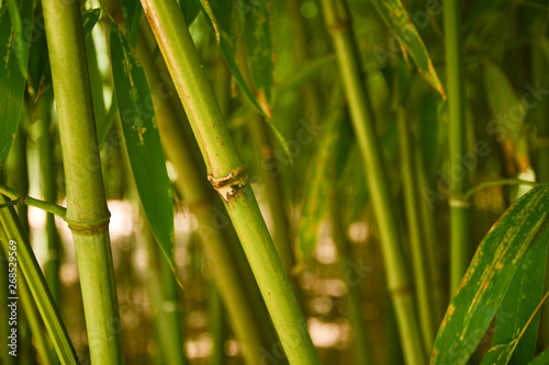 Fototapeta Naklejka Na Ścianę i Meble -  bamboo, young, stem, grows, green, park, grove,