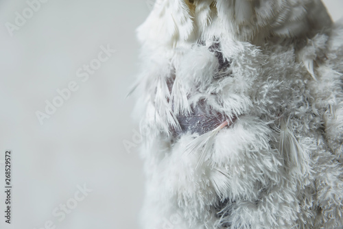 Loss of plumage in a parrot. Balding white cockatoo. Sick cockatoo in the house. Parrot feathers texture photo