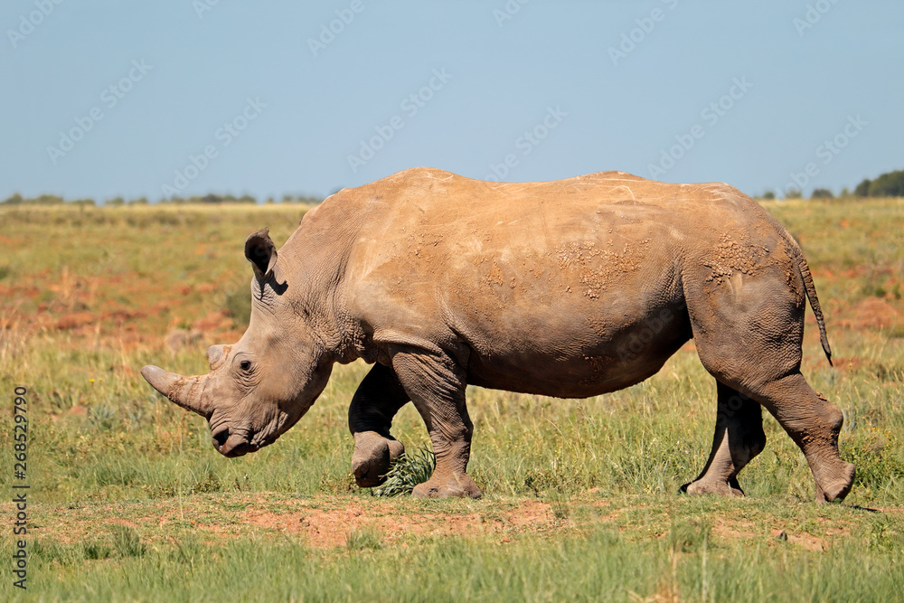 A white rhinoceros (Ceratotherium simum) in natural habitat, South Africa.