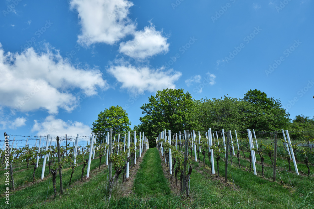 Zwischen Bensheim und Heppenheim Zwischen Bensheim und Heppenheim