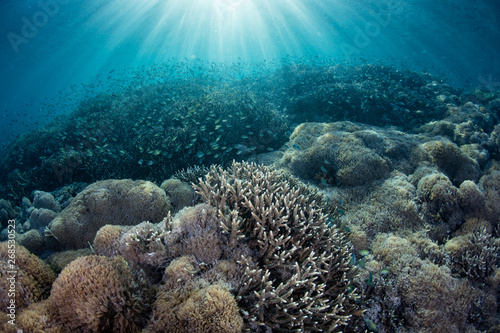 Sunlight descends on a healthy coral reef in Komodo National Park, Indonesia. This tropical area is known for its high marine biodiversity.