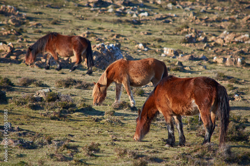 Wallpaper Mural Tres caballos salvajes pastando en familia Torontodigital.ca
