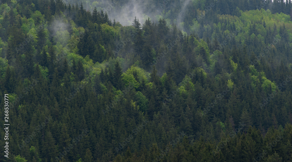 Foggy pine trees after heavy rainstorms in the Carpathian mountains at springtime. Foggy pine trees after heavy rainstorms in the Carpathian mountains at springtime.