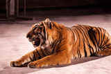 a circus tiger lies and grins