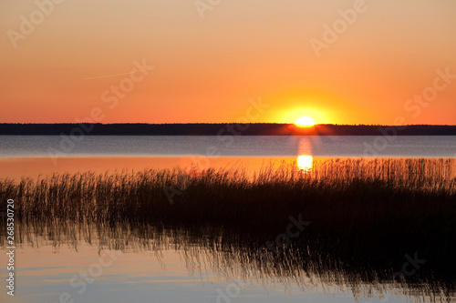 Golden sunset over a calm lake. Grass in the water