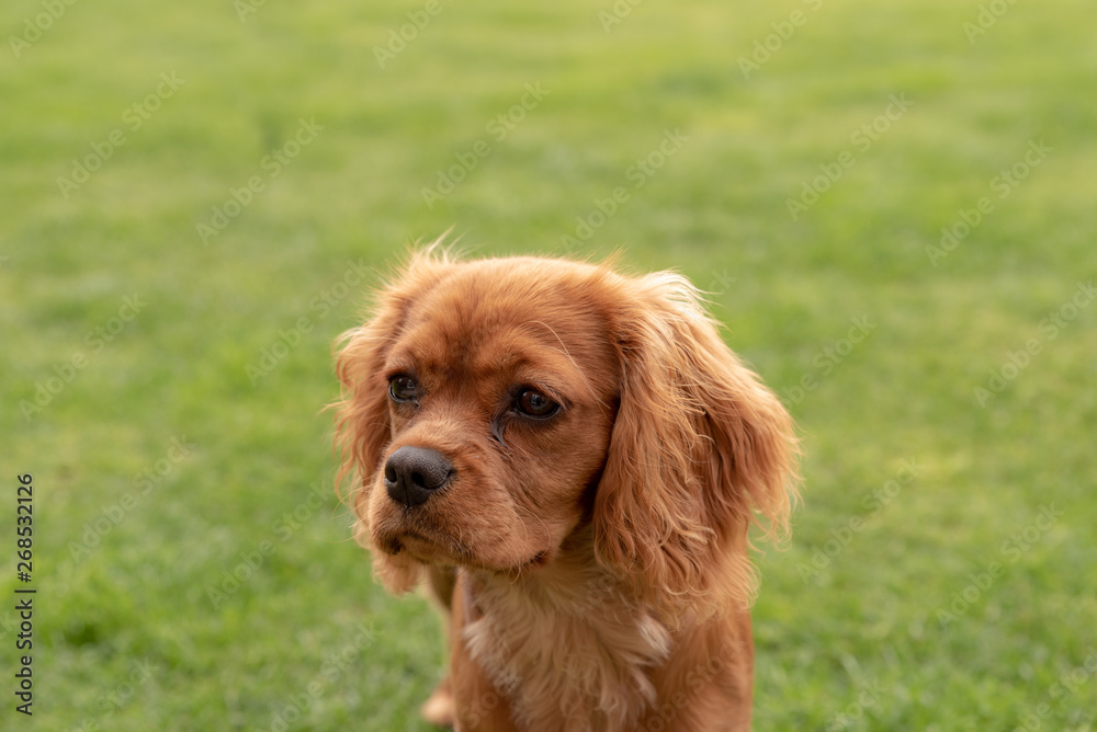 A closeup profile shot of a single isolated ruby Cavalier King Charles Spaniel.