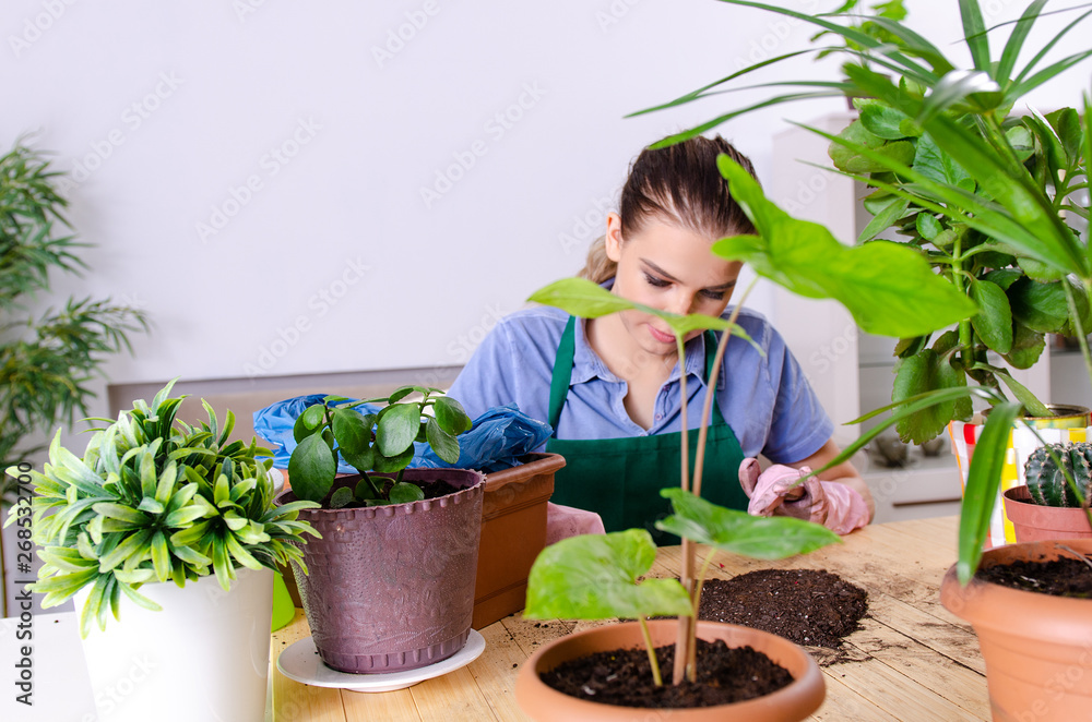 Young female gardener with plants indoors 