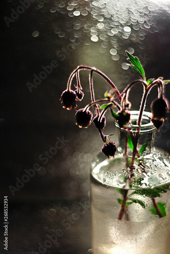 flower mood on bokeh background