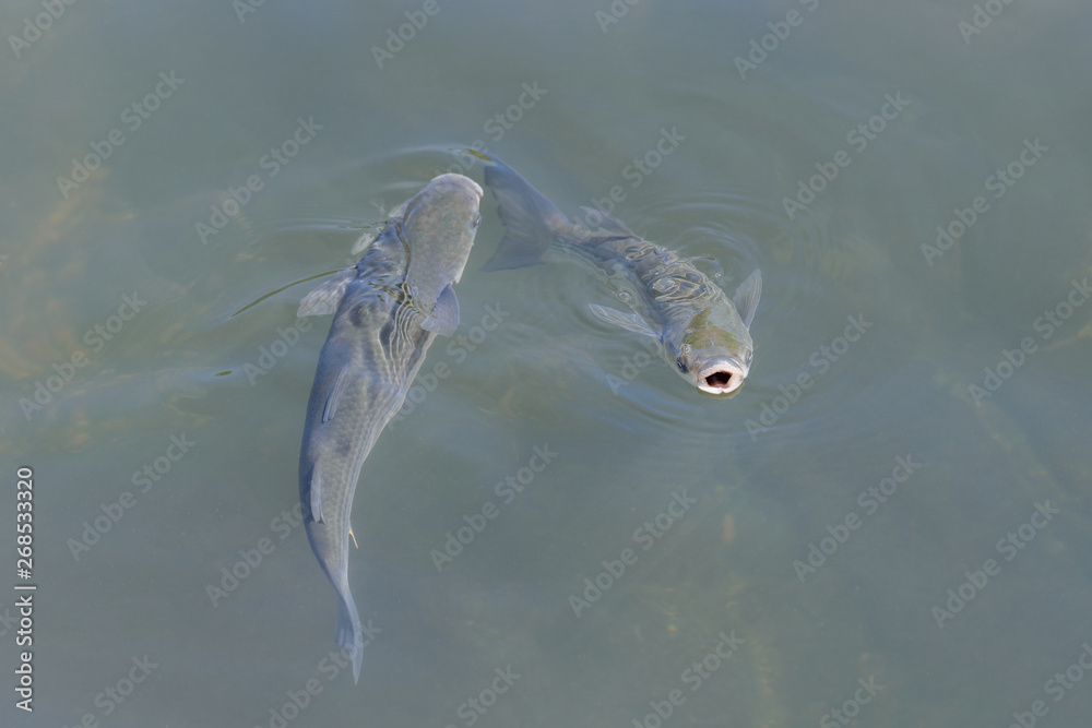 fish in clear water close up top view fish in clear water close up top view