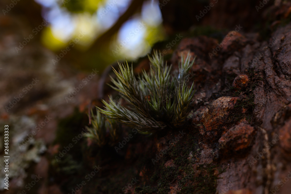 moss on tree moss on tree