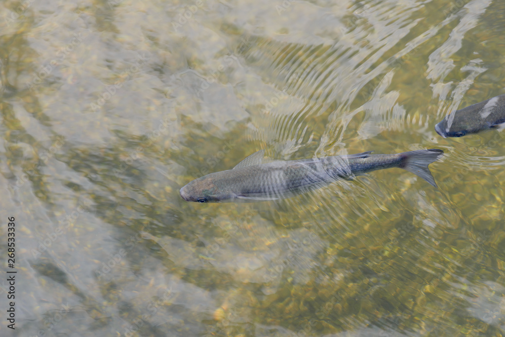 Fototapeta premium fish in clear water close up top view