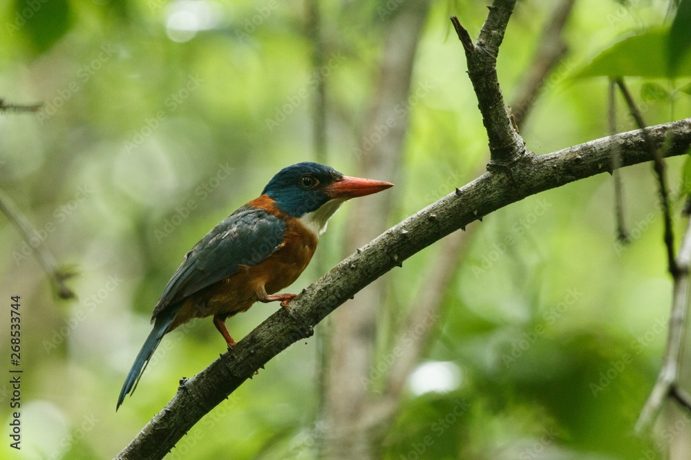 The green-backed kingfisher perches on a branch in indonesian jungle,family Alcedinidae, endemic species to Indonesia, Exotic birding in Asia, Tangkoko, Sulawesi, beautiful colorful bird