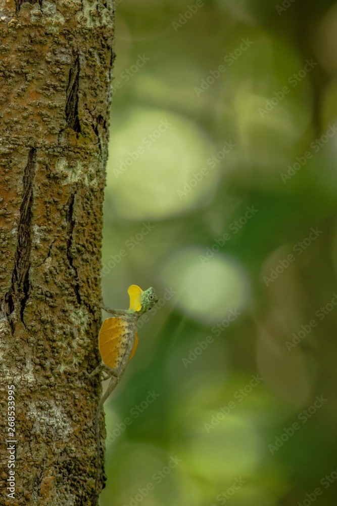 Fototapeta premium Draco volans, the common flying dragon on the tree in Tangkoko National Park, Sulawesi, is a species of lizard endemic to Southeast Asia. lizard in wild nature, beautiful colorful lizard