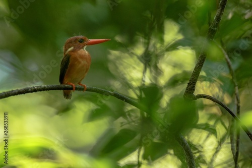 Dwarf sulawesi kingfisher (Ceyx fallax) perches on a branch in indonesian jungle,family Alcedinidae, endemic species to Indonesia, Exotic birding in Asia, Tangkoko, Sulawesi, beautiful colorful bird