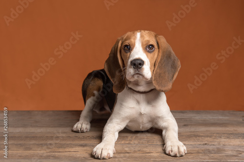 Cute little beagle puppy lying on a wooden floor on an orange background. Copy space
