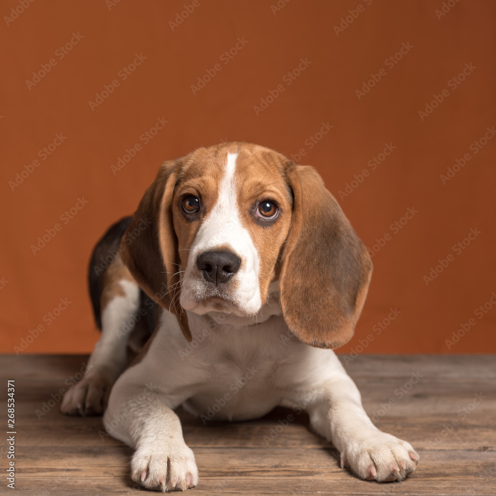 Cute little beagle puppy lying on a wooden floor on an orange background