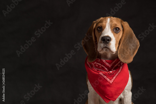 Portrait of beagle dog wearing red bandana sitting on wooden floor behind black background. Copy space Stock Foto Adobe Stock