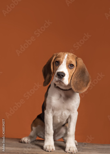 Cute little beagle puppy sitting on a orange background. Copy space