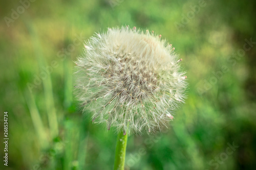 Pusteblume mit buntem Hintergrund