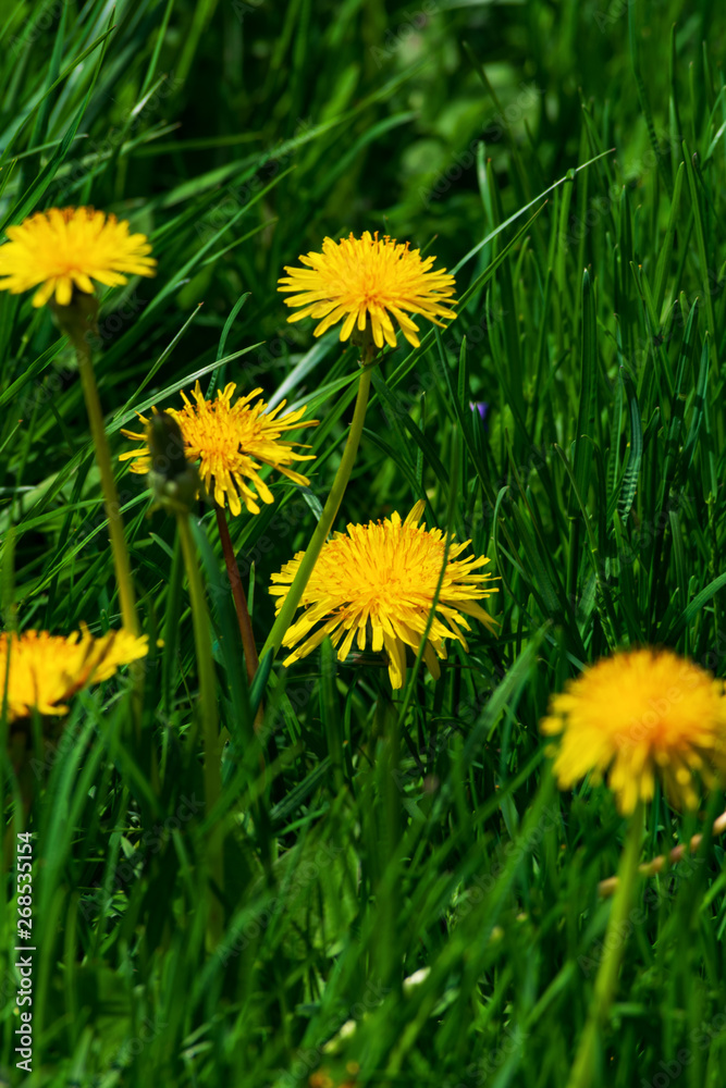 Close up of blooming yellow dandelion flowers (Taraxacum officinale). Macro photo of blossoming yellow dandelions. Close up of blooming yellow dandelion flowers (Taraxacum officinale). Macro photo of blossoming yellow dandelions.