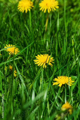 Close up of blooming yellow dandelion flowers (Taraxacum officinale). Macro photo of blossoming yellow dandelions.