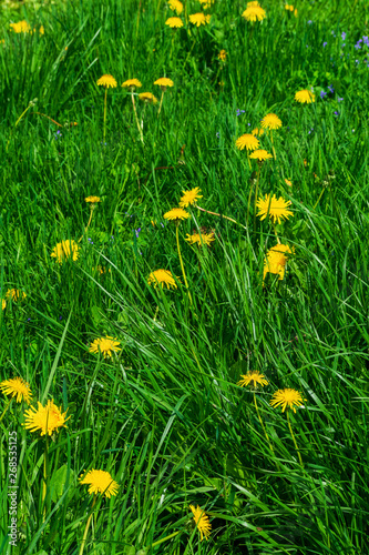 Green field with yellow dandelion flowers in the springtime. Bright yellow dandlions (Taraxacum officinale) in a green grassy field.