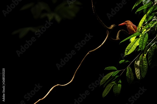 The ruddy kingfisher (Halcyon coromanda) perches on a branch in indonesian jungle,family Alcedinidae, endemic species to Indonesia, Exotic birding in Asia, Tangkoko, Sulawesi, beautiful colorful bird photo