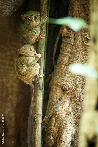 Family of spectral tarsiers, Tarsius spectrum, portrait of rare endemic nocturnal mammals, small cute primate in large ficus tree in jungle, Tangkoko National Park, Sulawesi, Indonesia, Asia photo