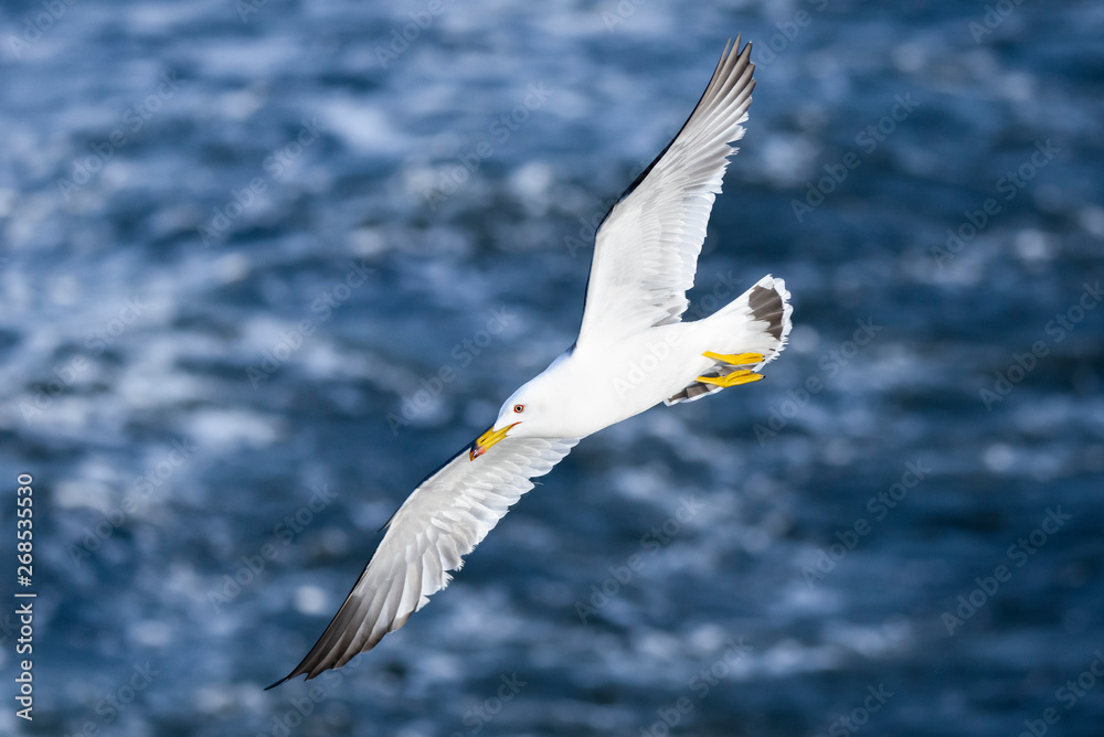 Naklejka premium Gull flies above a beach of an island.
