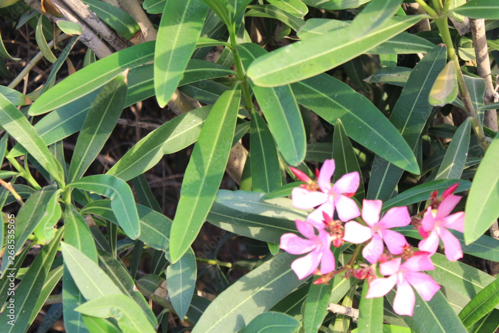 Fototapeta premium Flowers in botanical gardens of colorful and beautifu