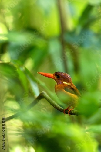 Dwarf sulawesi kingfisher (Ceyx fallax) perches on a branch in indonesian jungle,family Alcedinidae, endemic species to Indonesia, Exotic birding in Asia, Tangkoko, Sulawesi, beautiful colorful bird