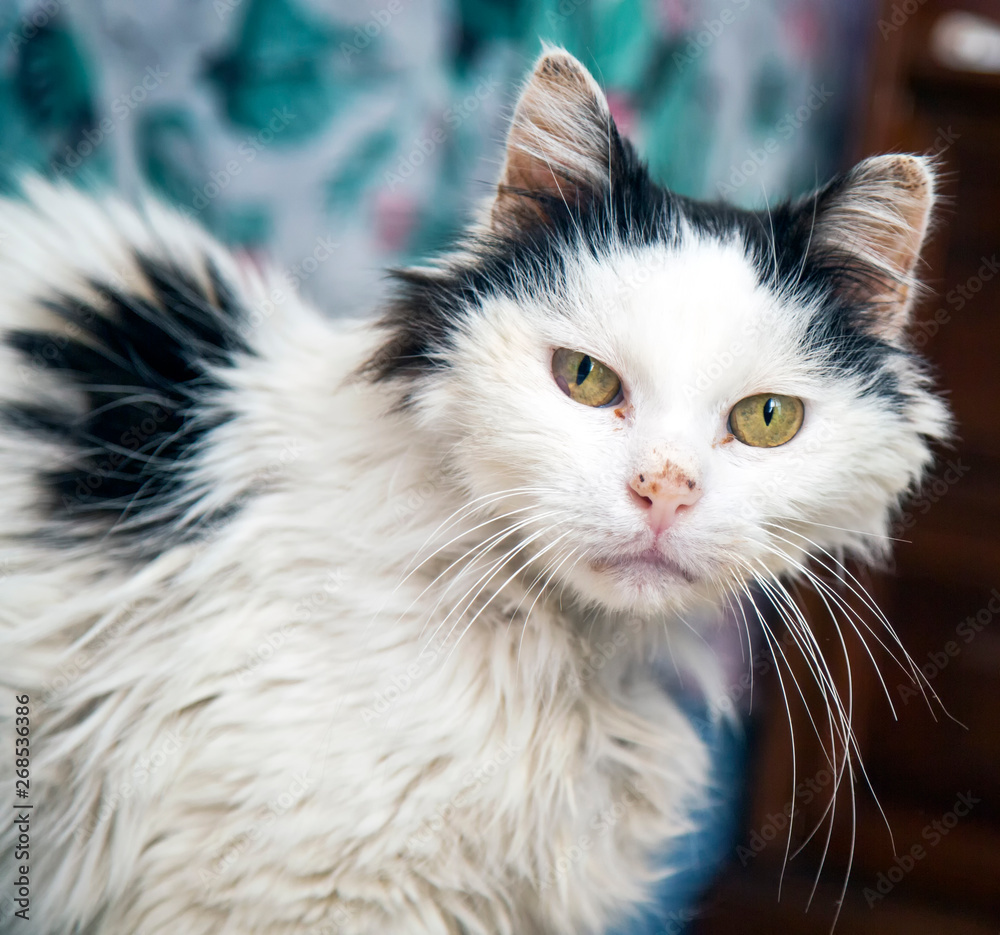 Green eyed cat face in close up