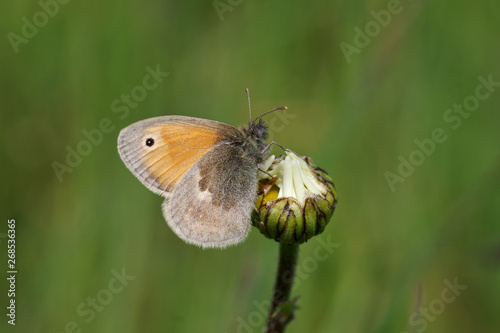 kleines wiesenvögelchen photo
