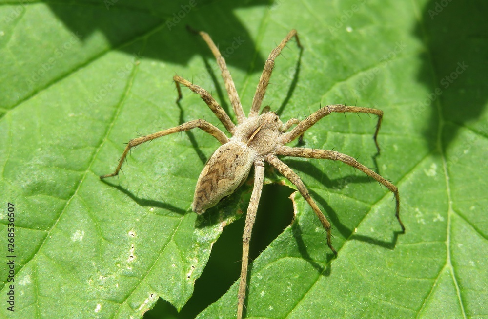 Nursery spider on green leaf in the garden, closeup Nursery spider on green leaf in the garden, closeup