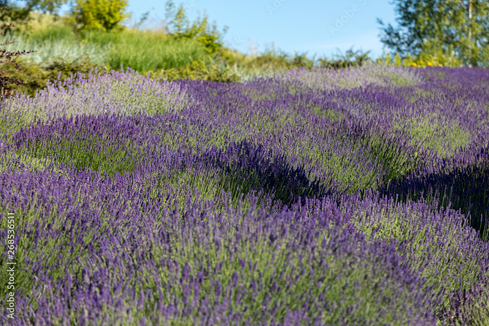 the blooming lavender flowers in Provence, near Sault, France the blooming lavender flowers in Provence, near Sault, France